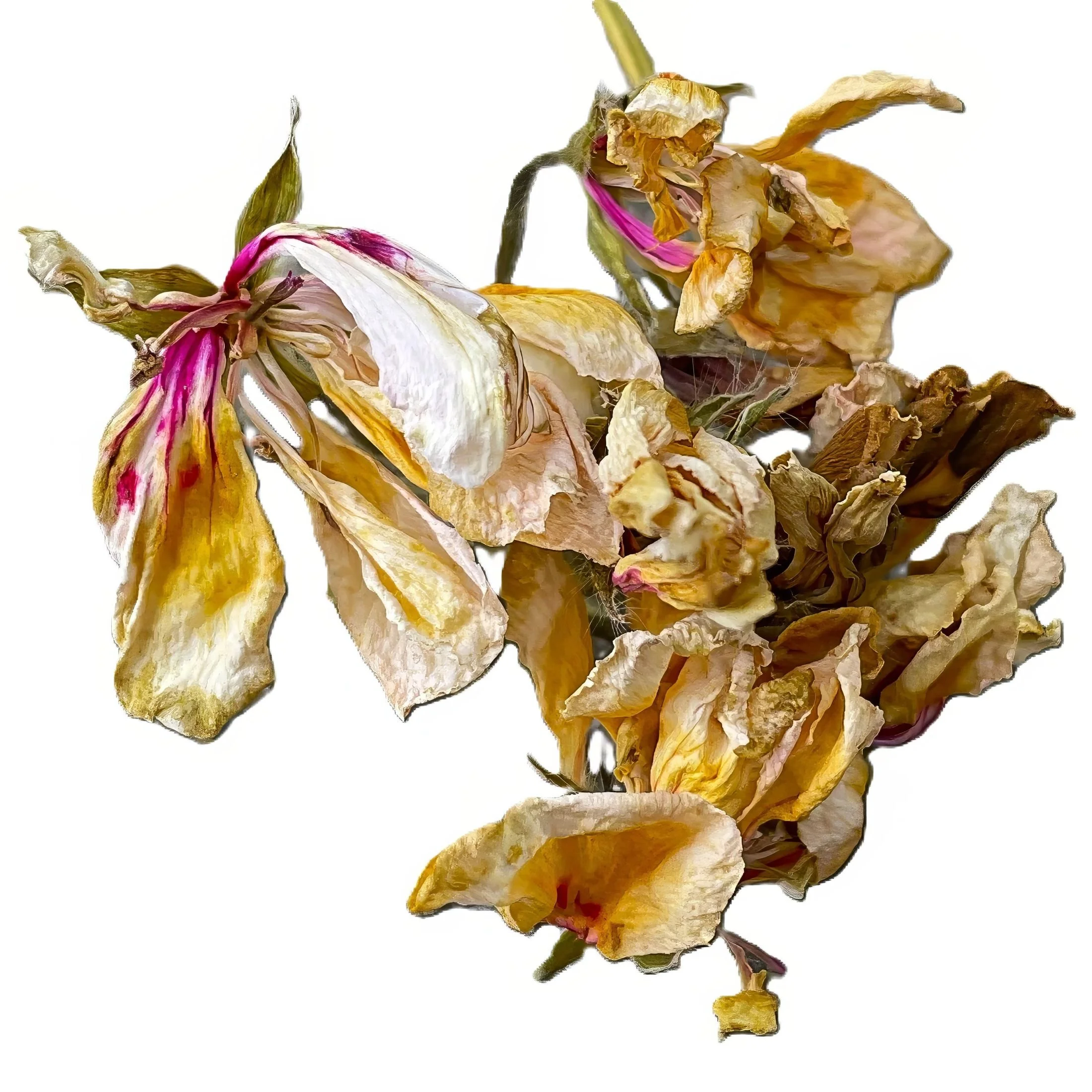 Withered k.jpg