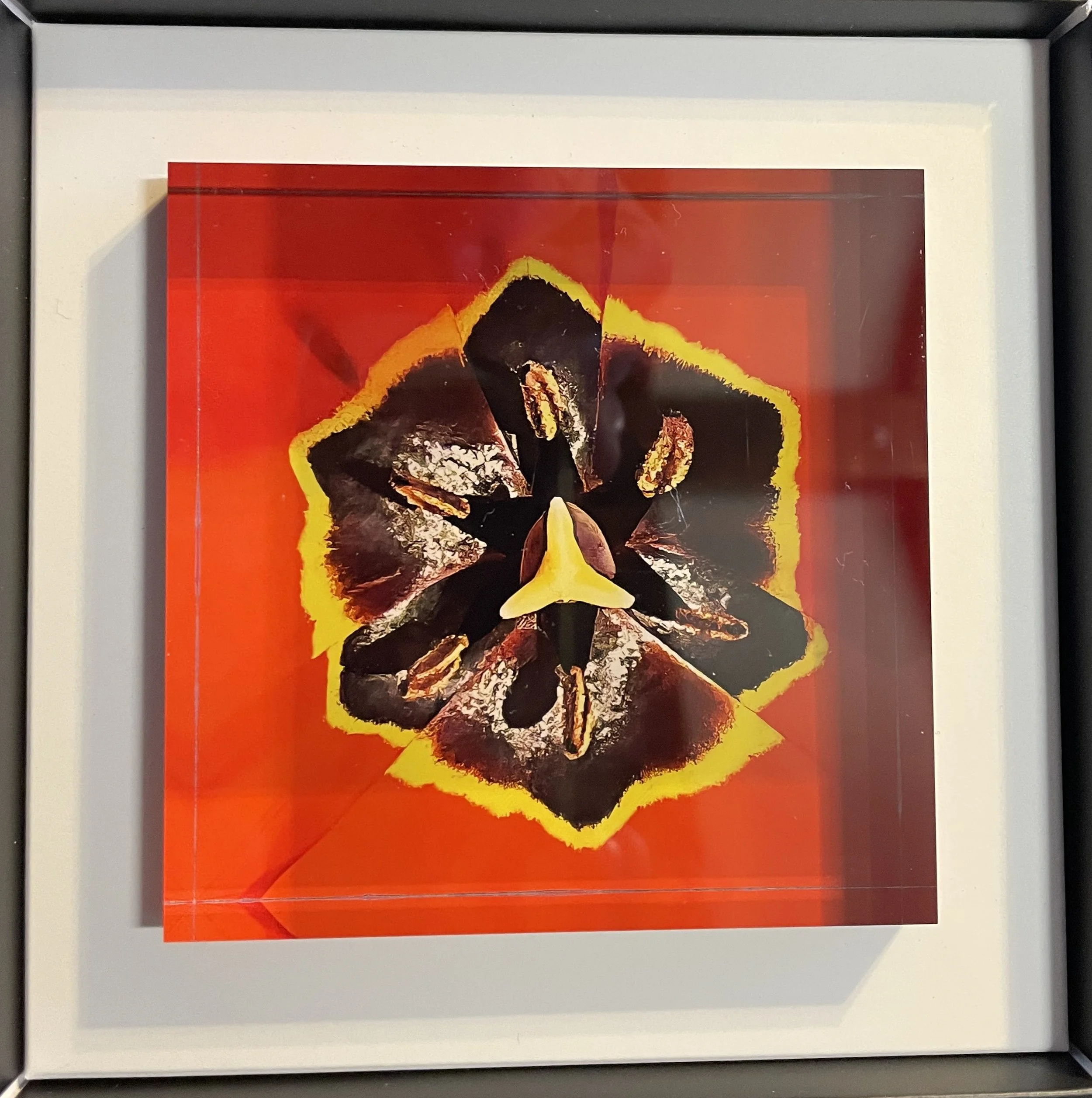 Tulip mit Schachtel.jpeg