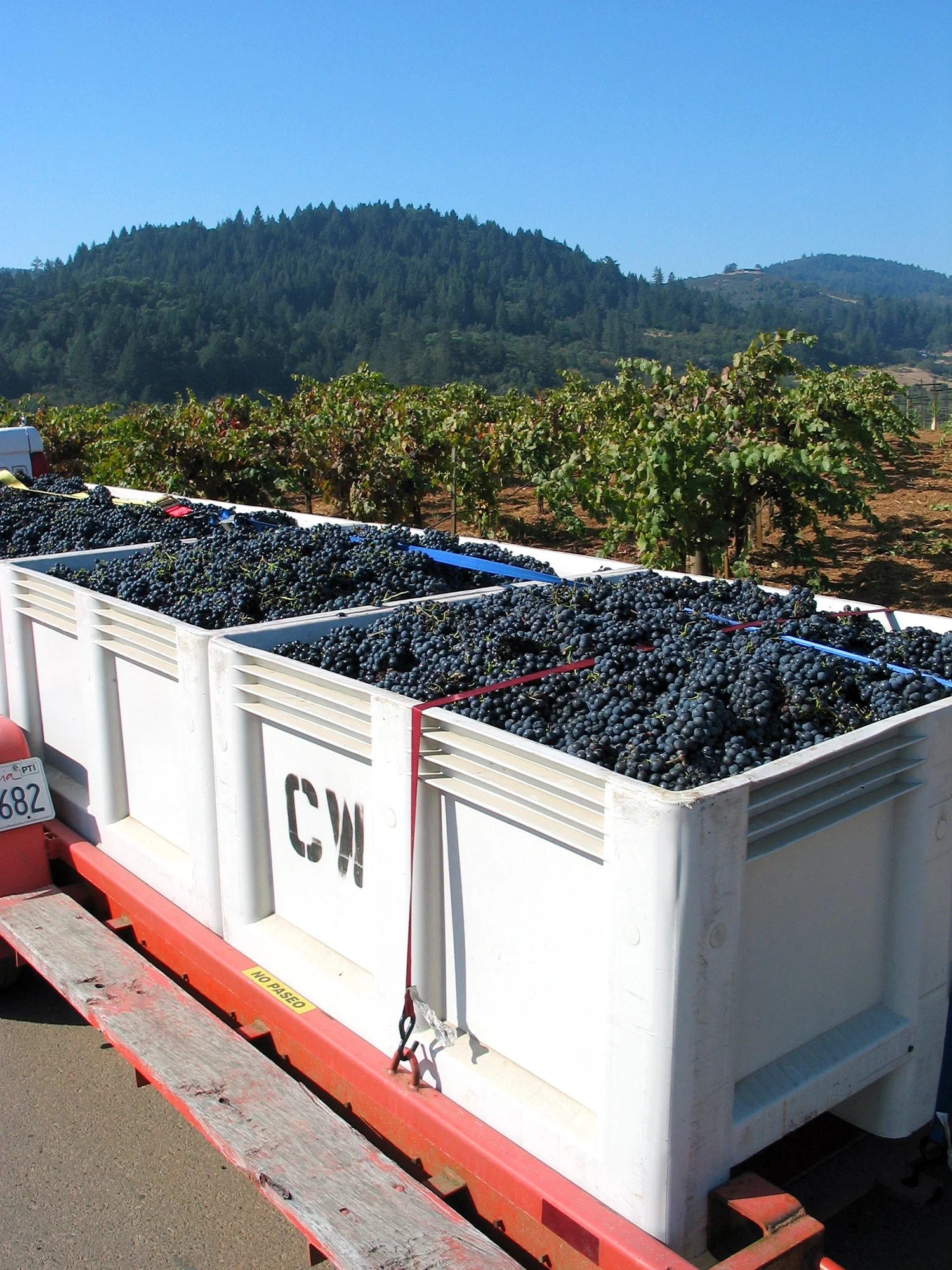 Mounts Zinfandel ready for hauling