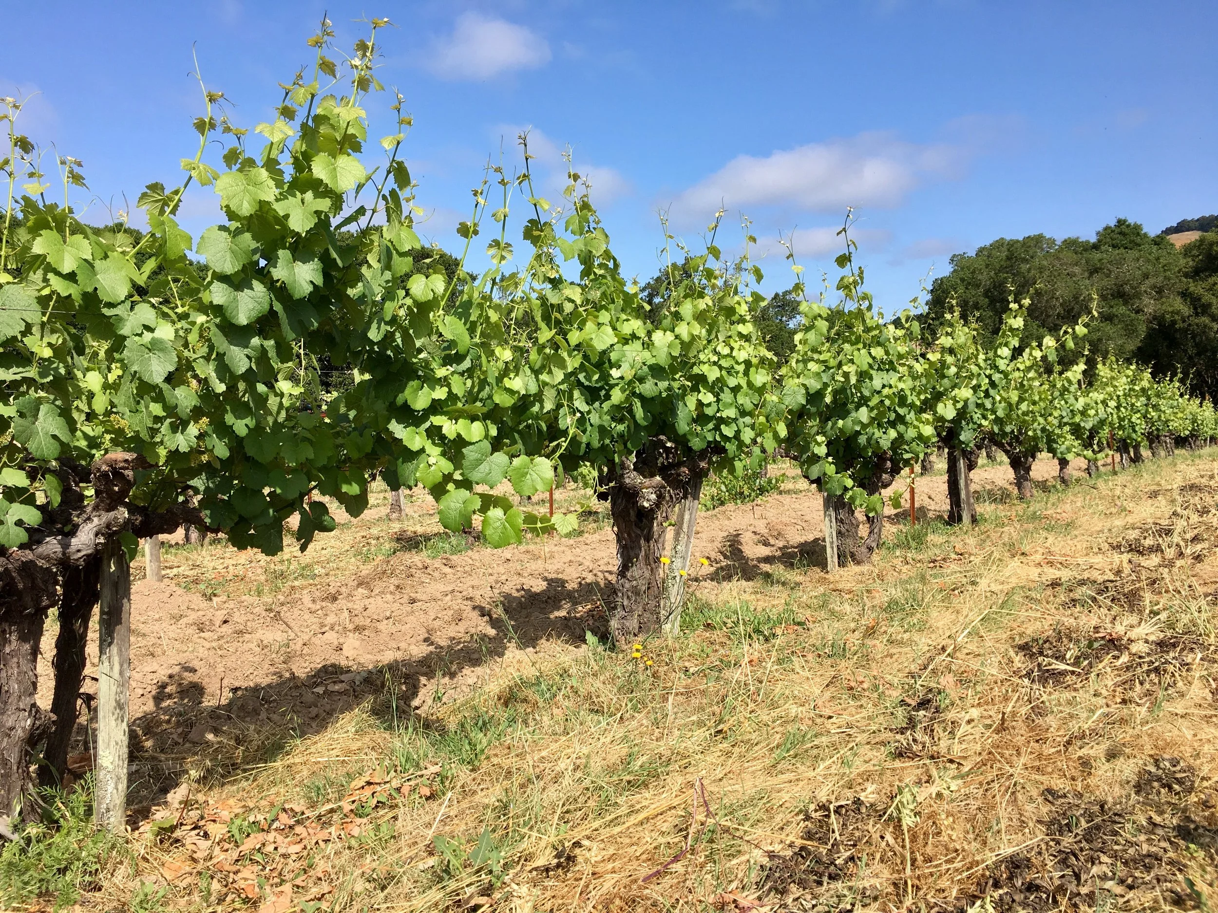 Compagni Portis in the summer