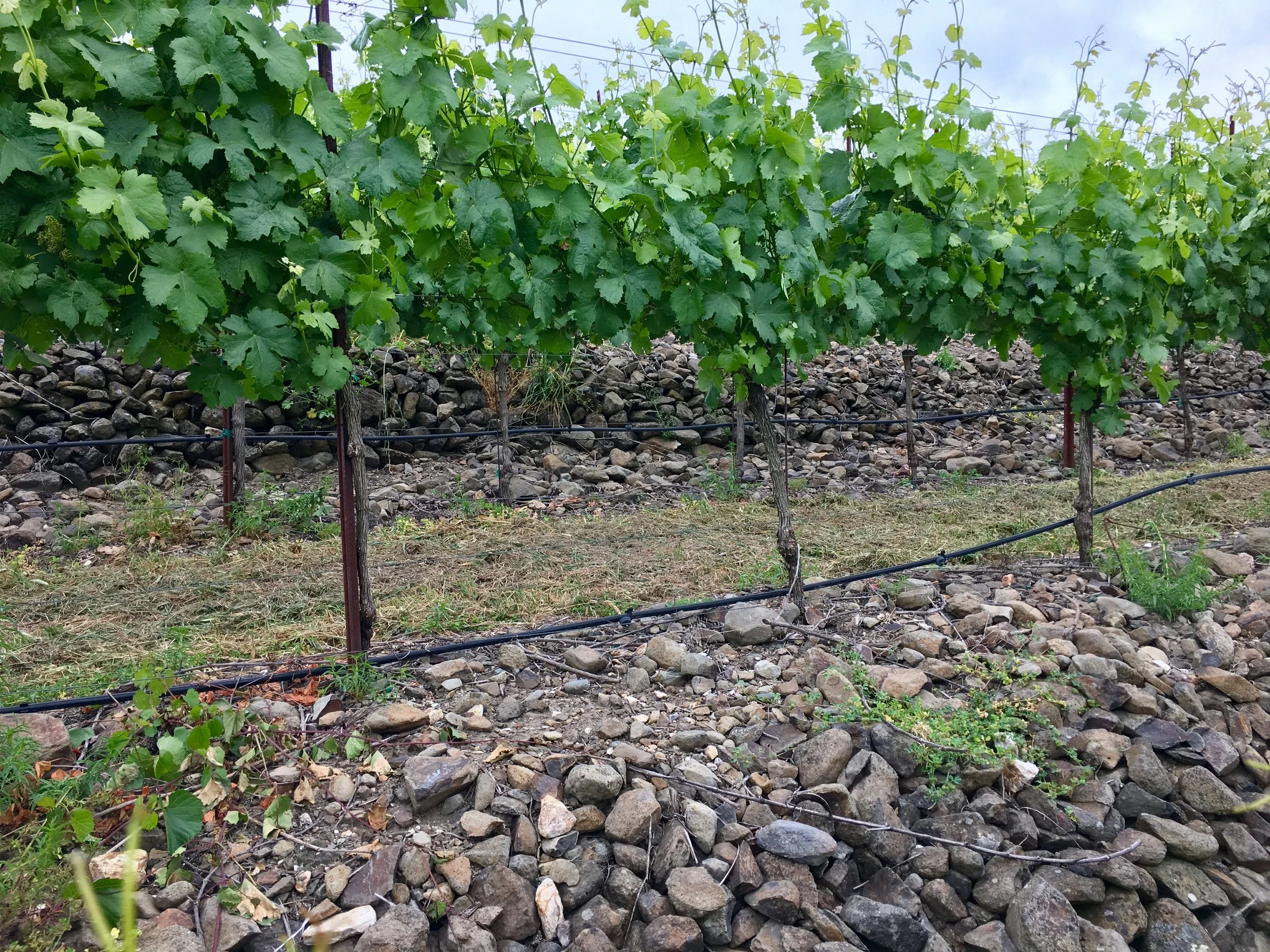 Hand-built rock terraces at Steiner