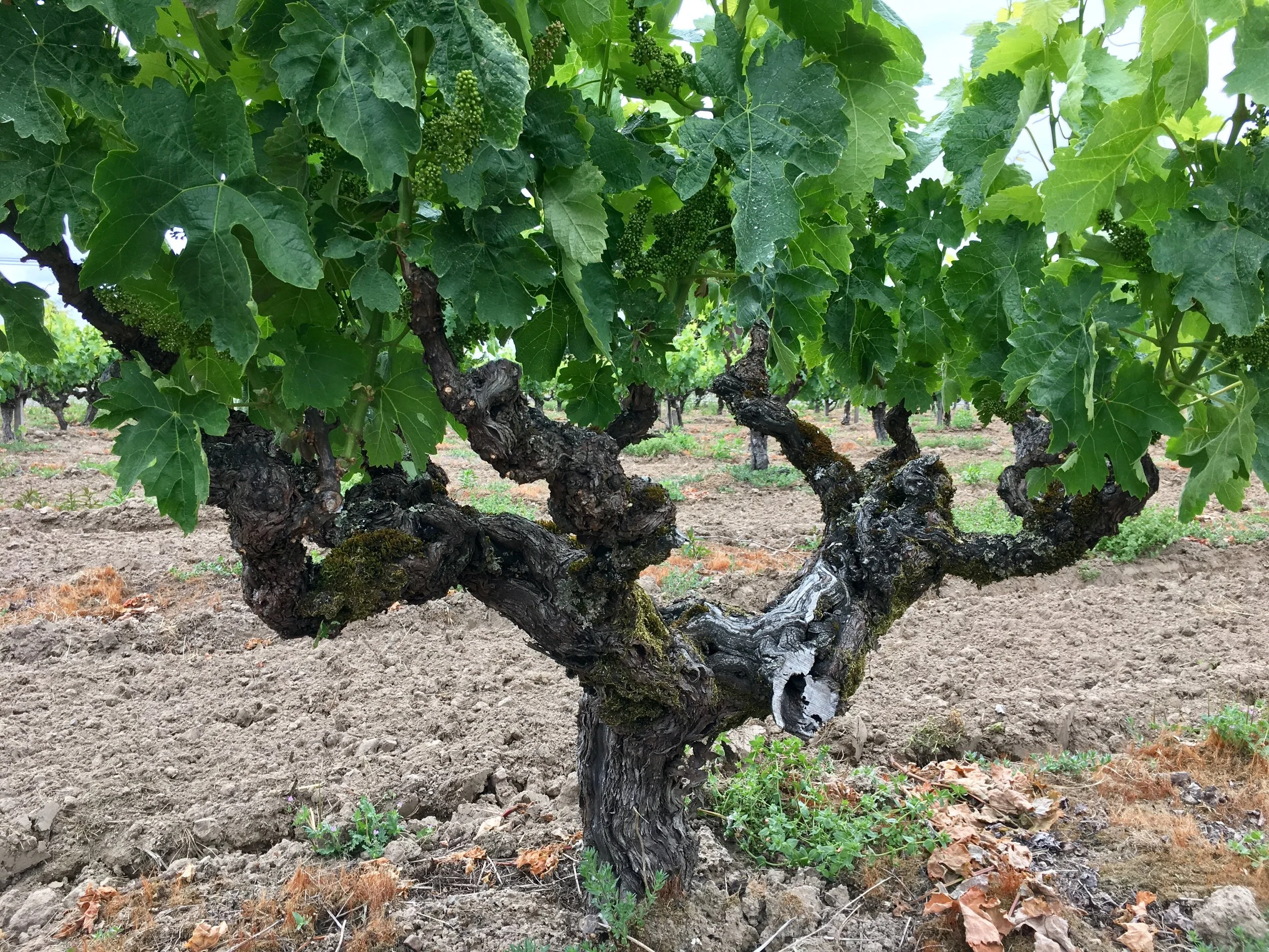 Old Carignane vine
