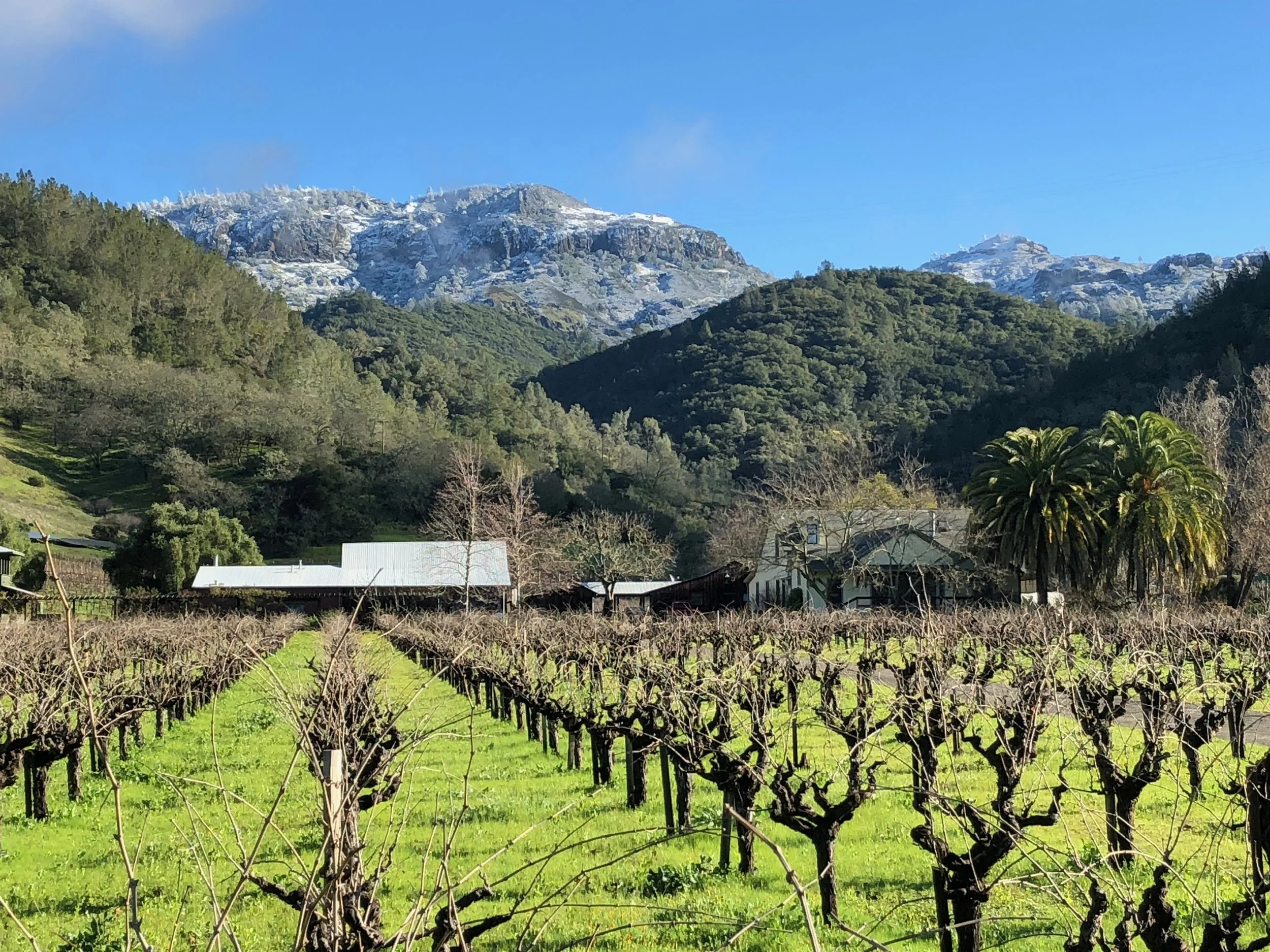 The Palisades above the vineyard after a rare winter snowfall