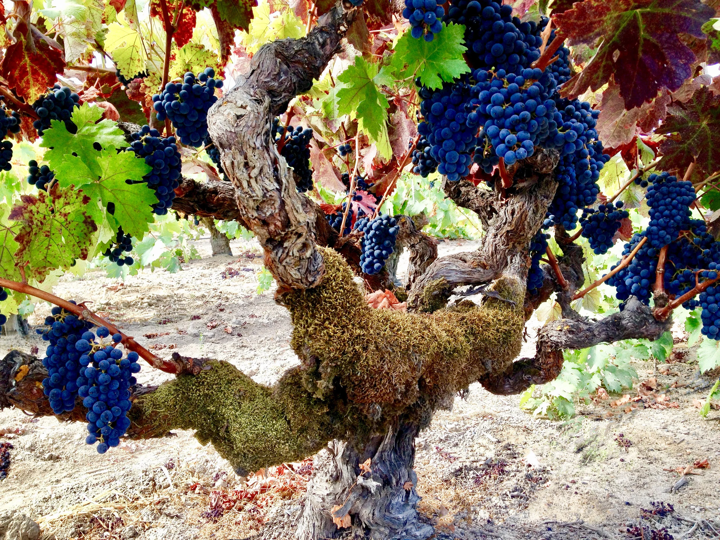 Harvest colors!