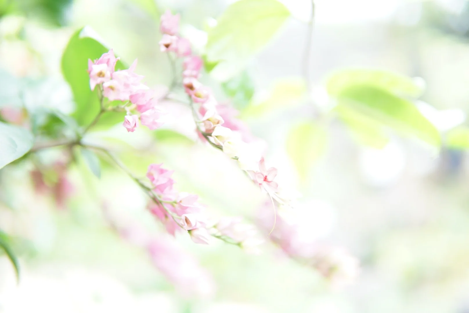 What Photography Taught Me 写真が教えてくれたもの