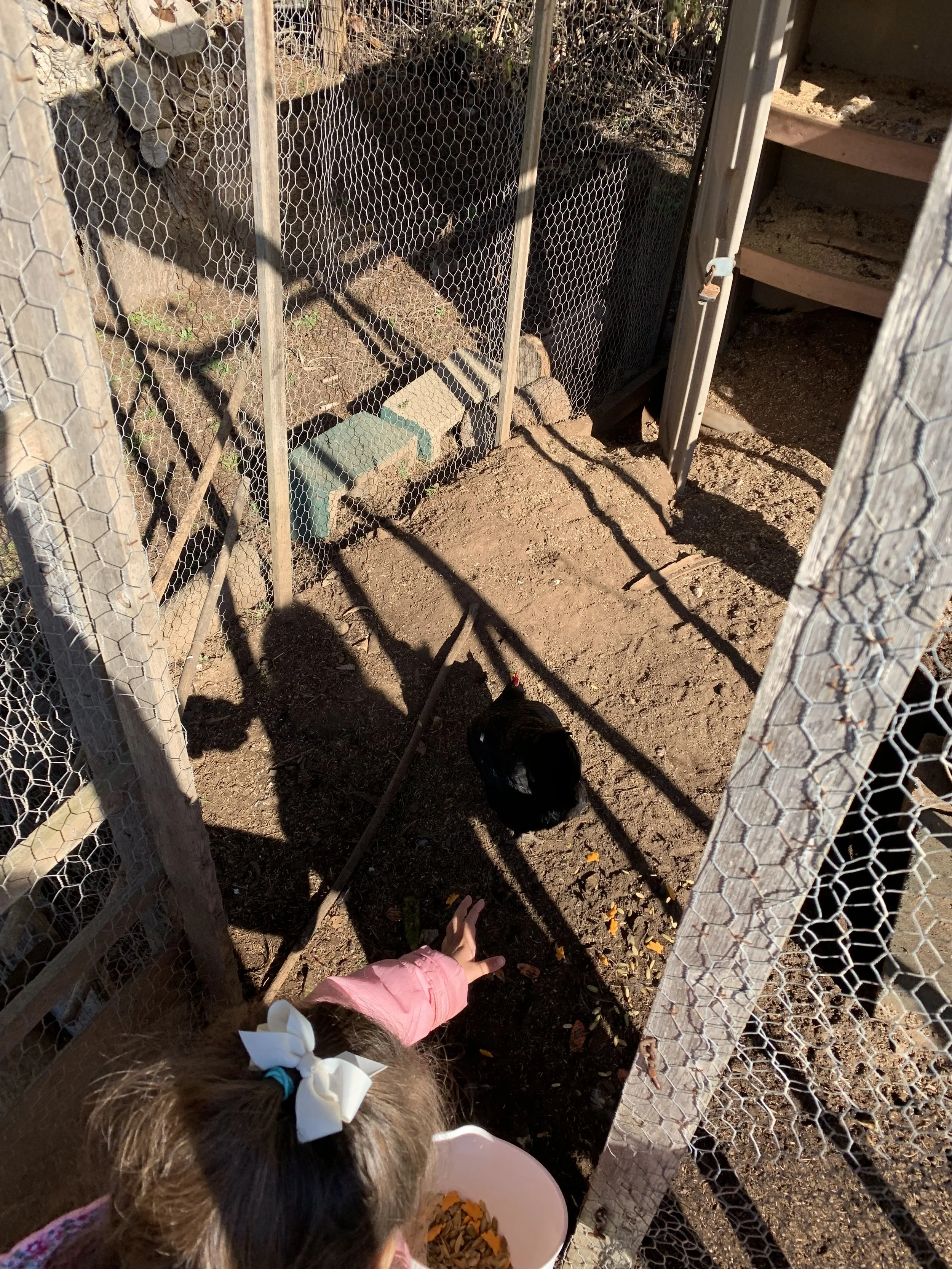 feeding chickens. 鶏の餌やり