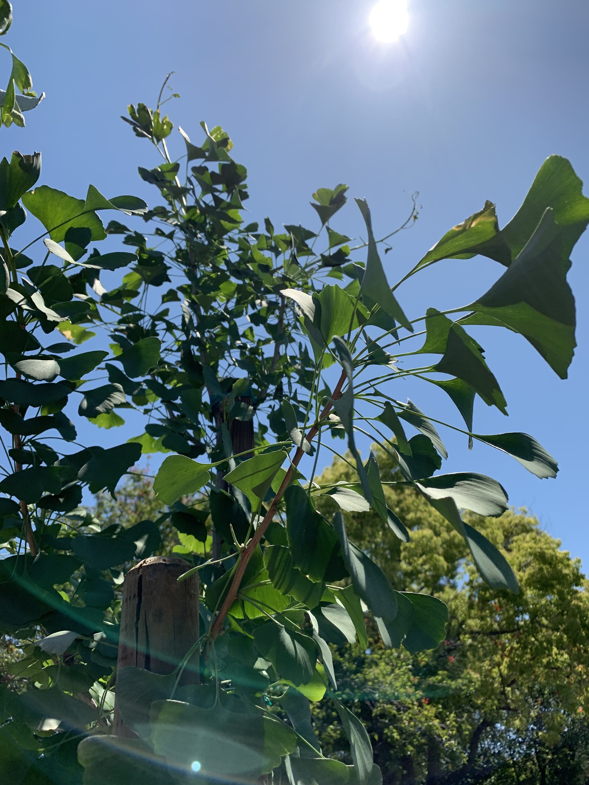 Newly Planted Ginko Tree やってきた銀杏の木