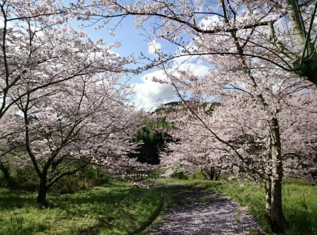 Sakura in My Hometown 故郷の桜