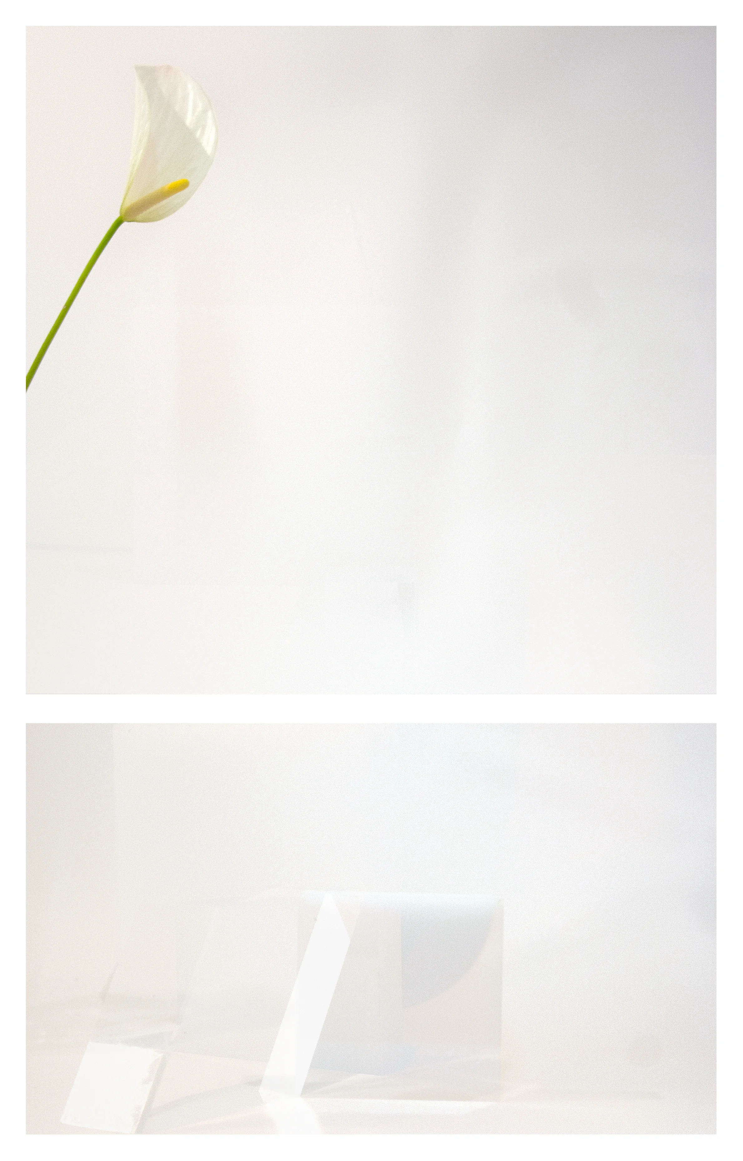 Calla Lily Sun Archival inkjet print 8" x 12 1/2" 2017