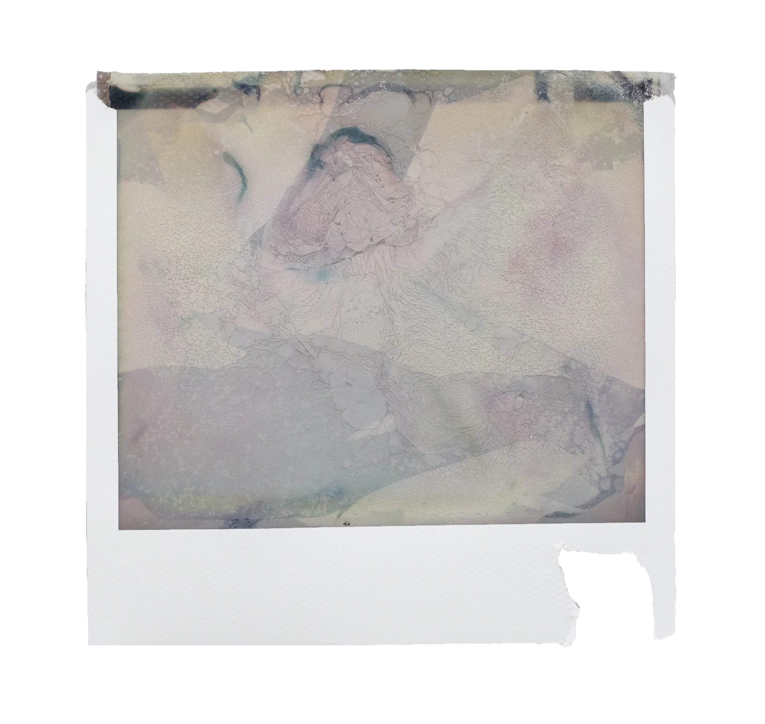 Tree for butter Polaroid collage 4” x 4 1/10” 2019