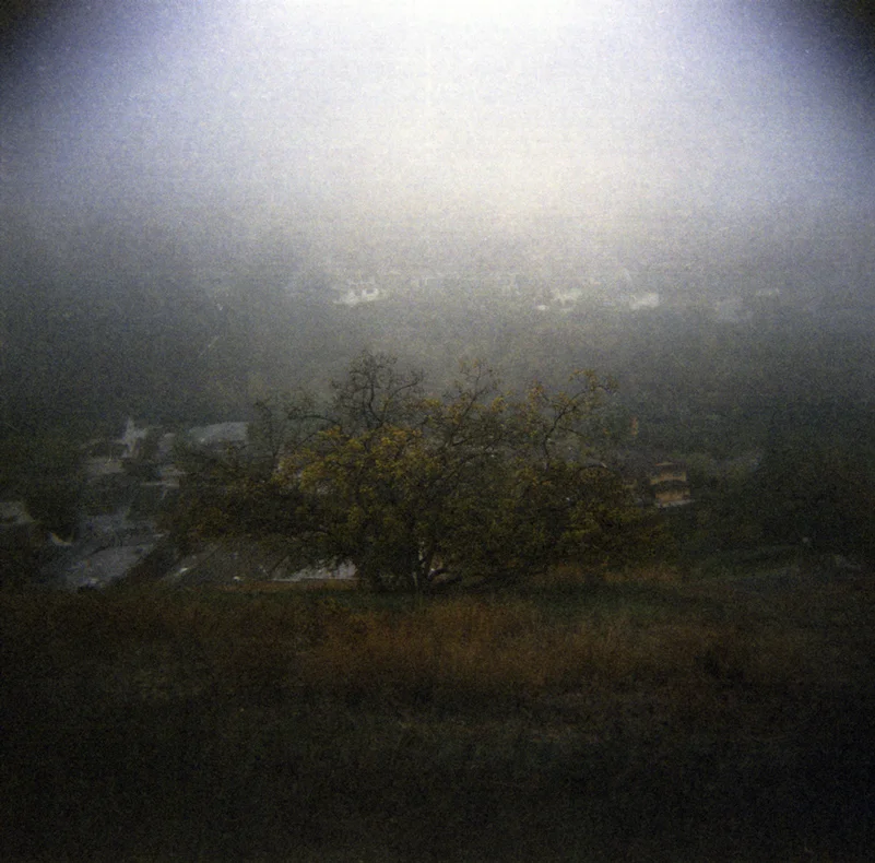 fogtree.jpg