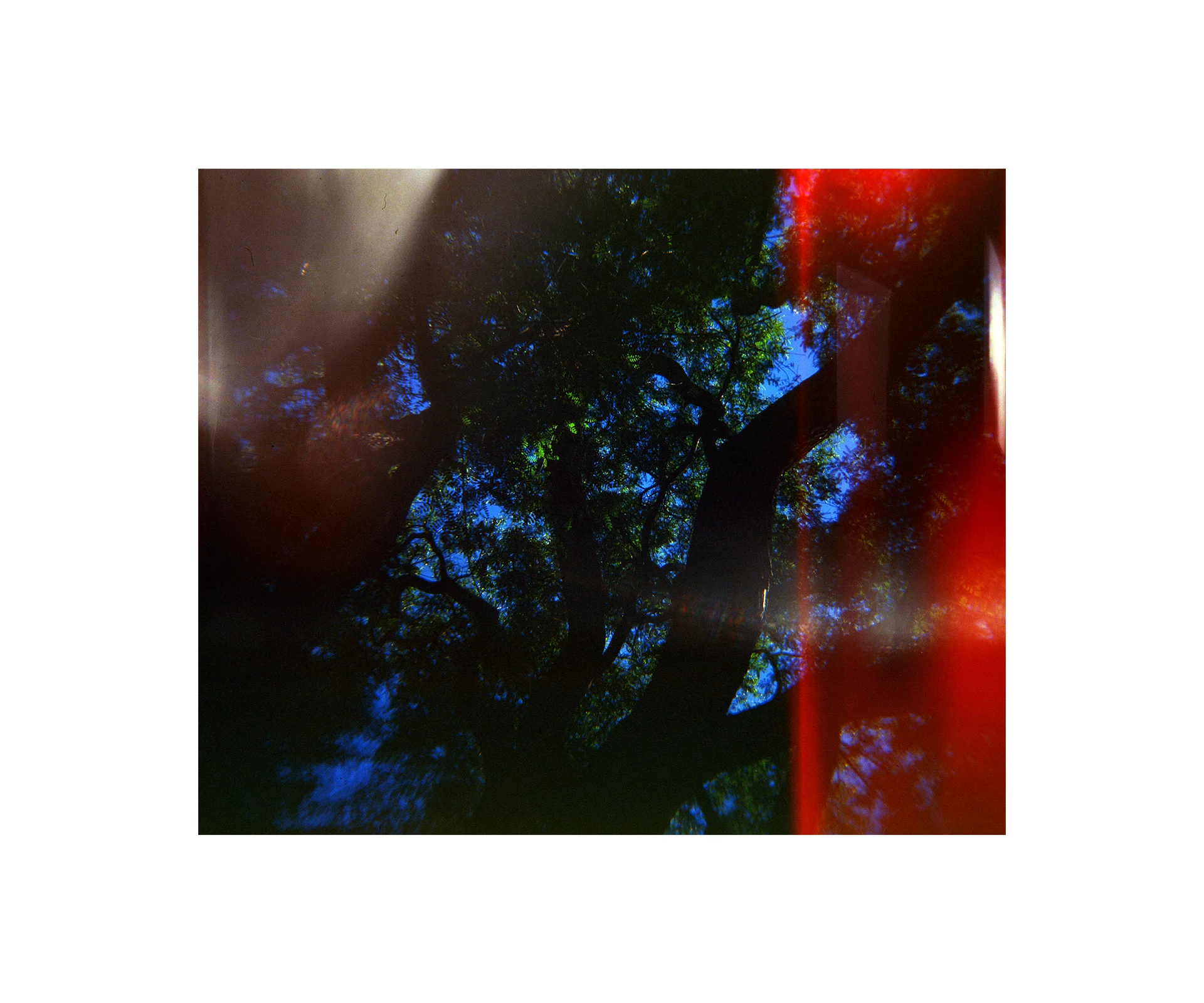 EPtrees.jpg