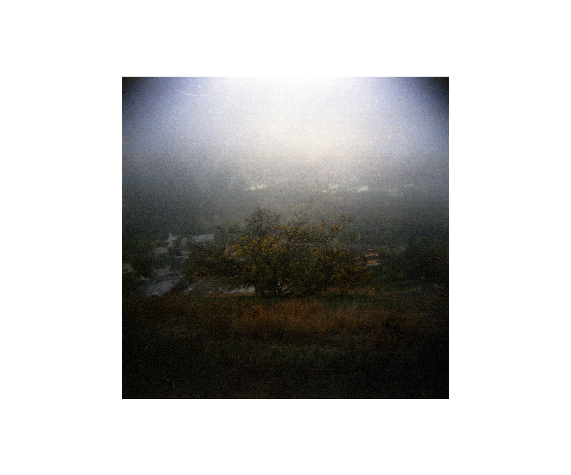 fogtree.jpg