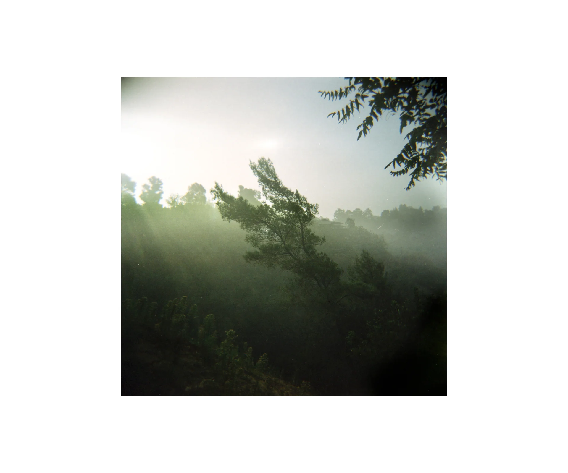 silfog.jpg