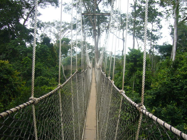 Ghanaian Rainforest.jpg
