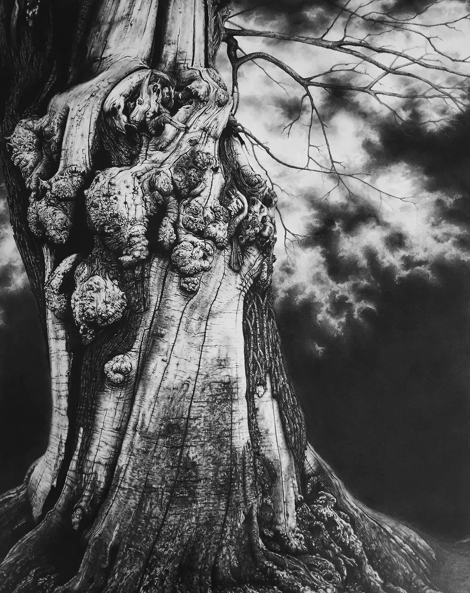Croft Castle - Graphite on Paper - 75cm x 55cm - 2016