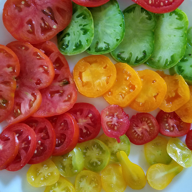 Morrison Tomato Farm