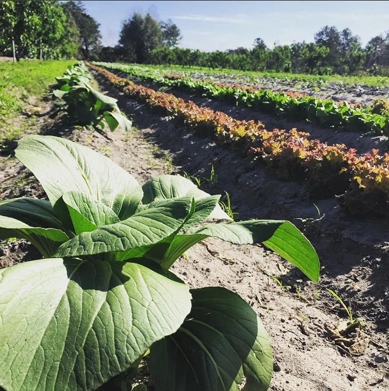 Frog Song Organics Provides More than Amazing Produce