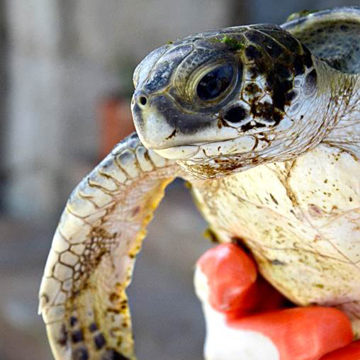 UF Whitney Lab and Sea Turtle Hospital