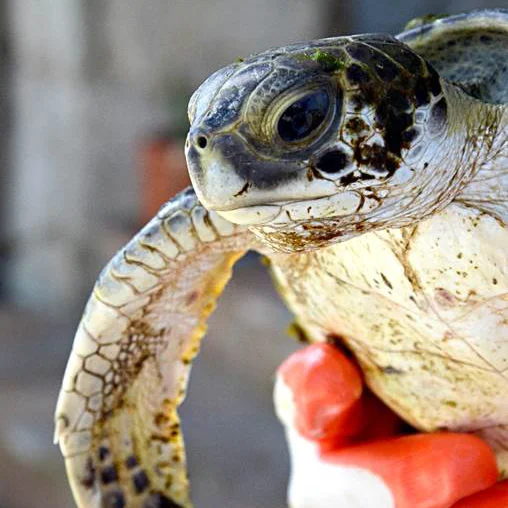 UF Whitney Lab and Sea Turtle Hospital