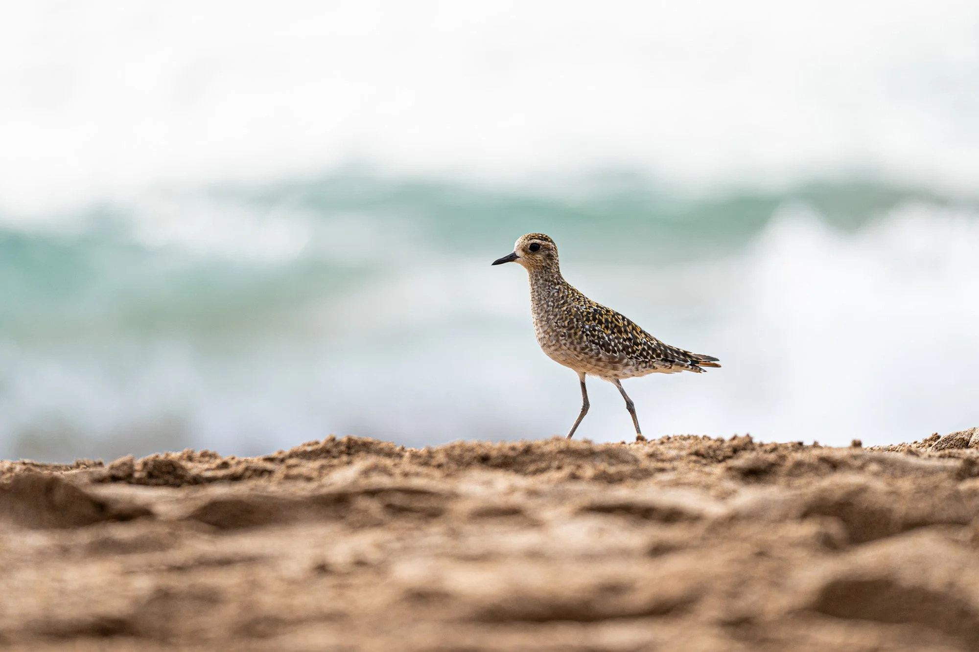 Maui_BeachBird.jpg