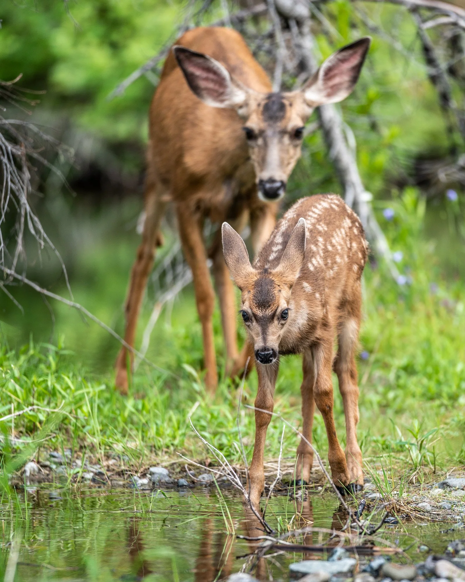 Deer_01.jpg