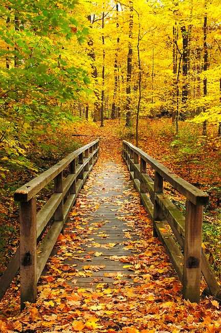 autumn bridge 35aa20781999d47d04767e4d61be6f56 pxhere .jpg