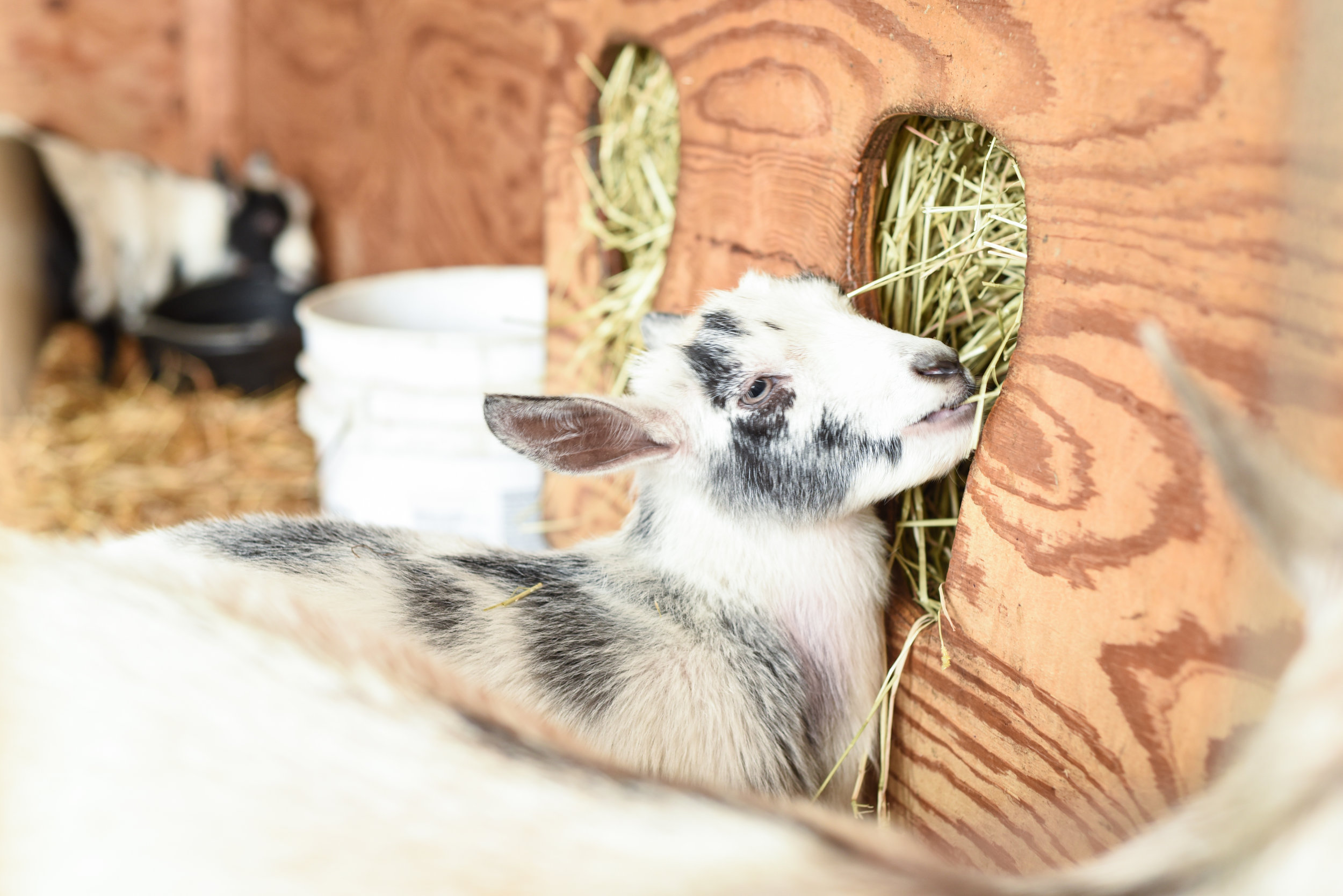 Goats at Pahl's in Buckley