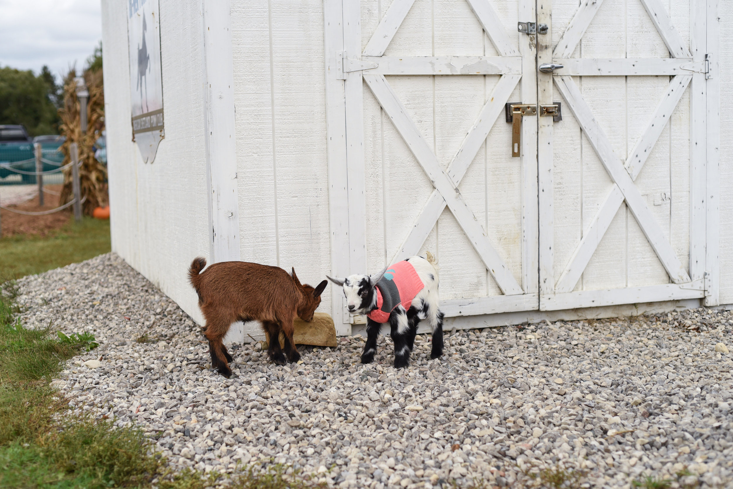 Goats at Buckley Farm