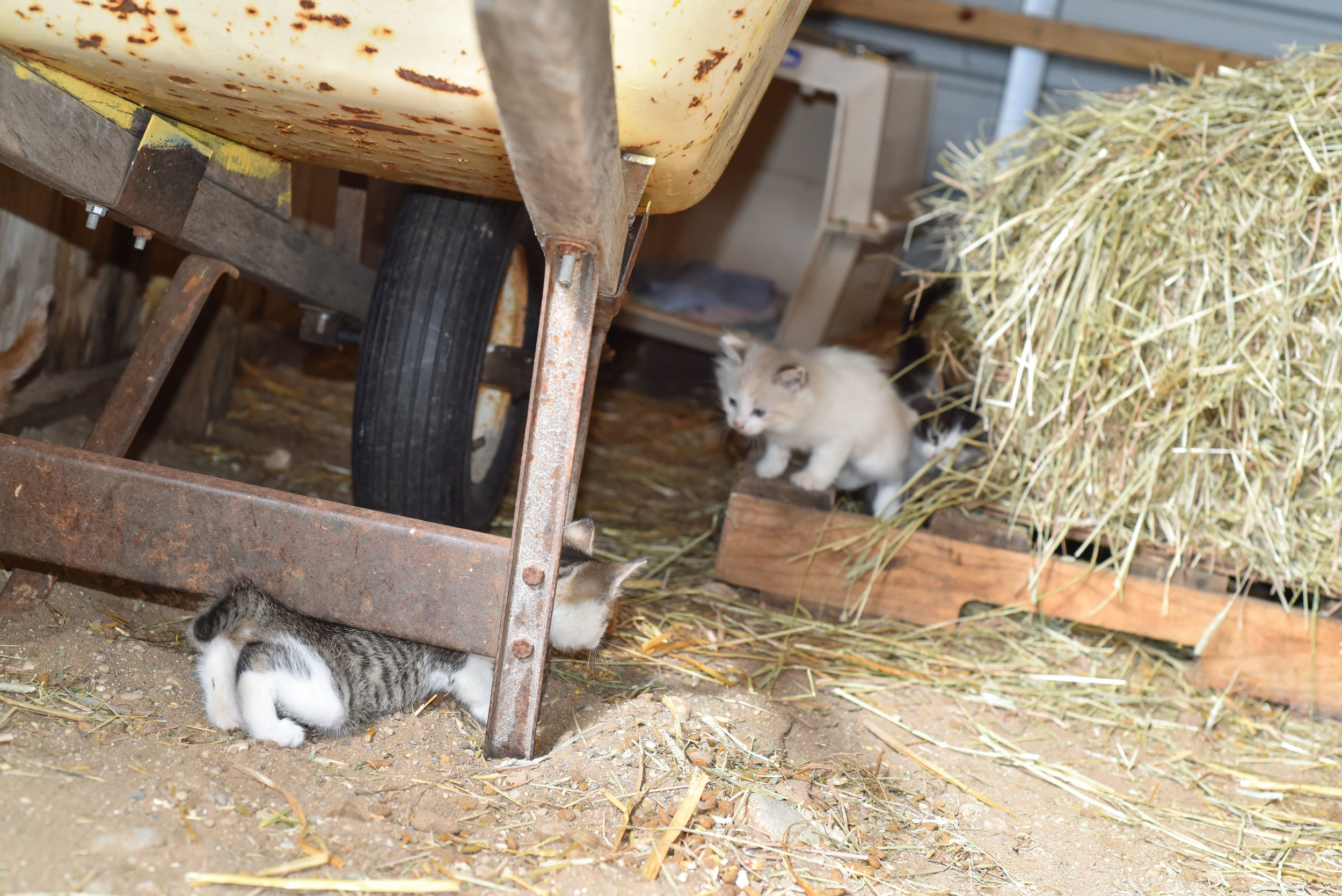 Kittens at Pahl's Farm Park