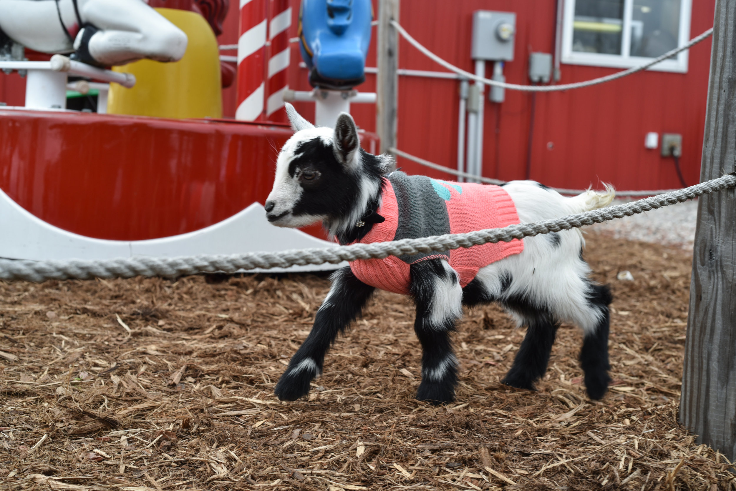 Goat Kid at Pahl's Country Store