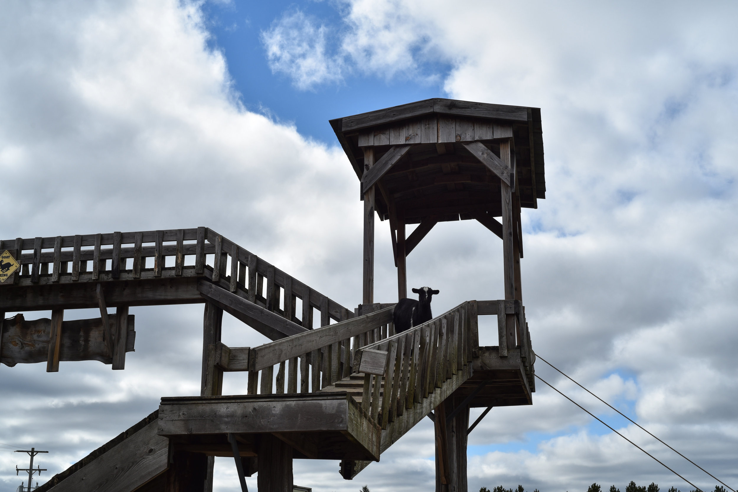 Northern Michigan's Largest Goat Walk