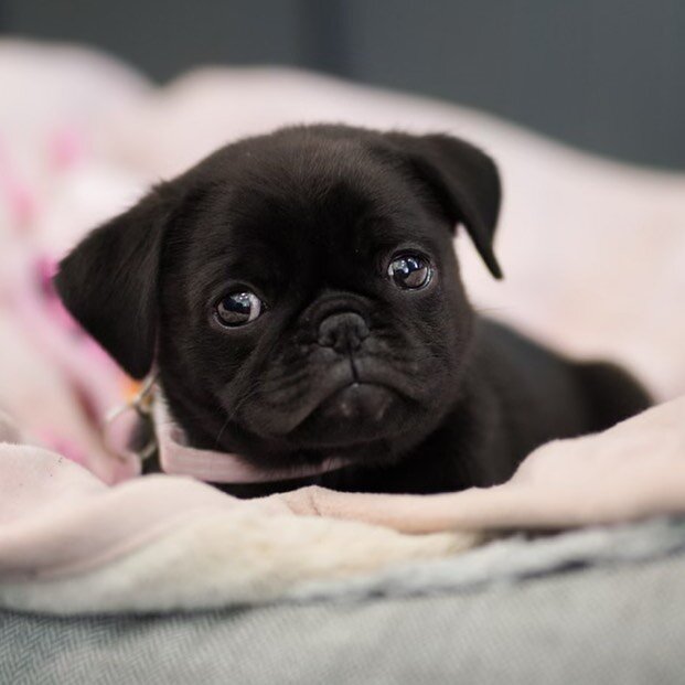 LUNA - our beautiful clinic puppy ⭐️

Luna comes up to the clinic a couple days a week so why not book yourself an appointment and you may be able to meet Luna 🥰

Bookings available over the phone or online.