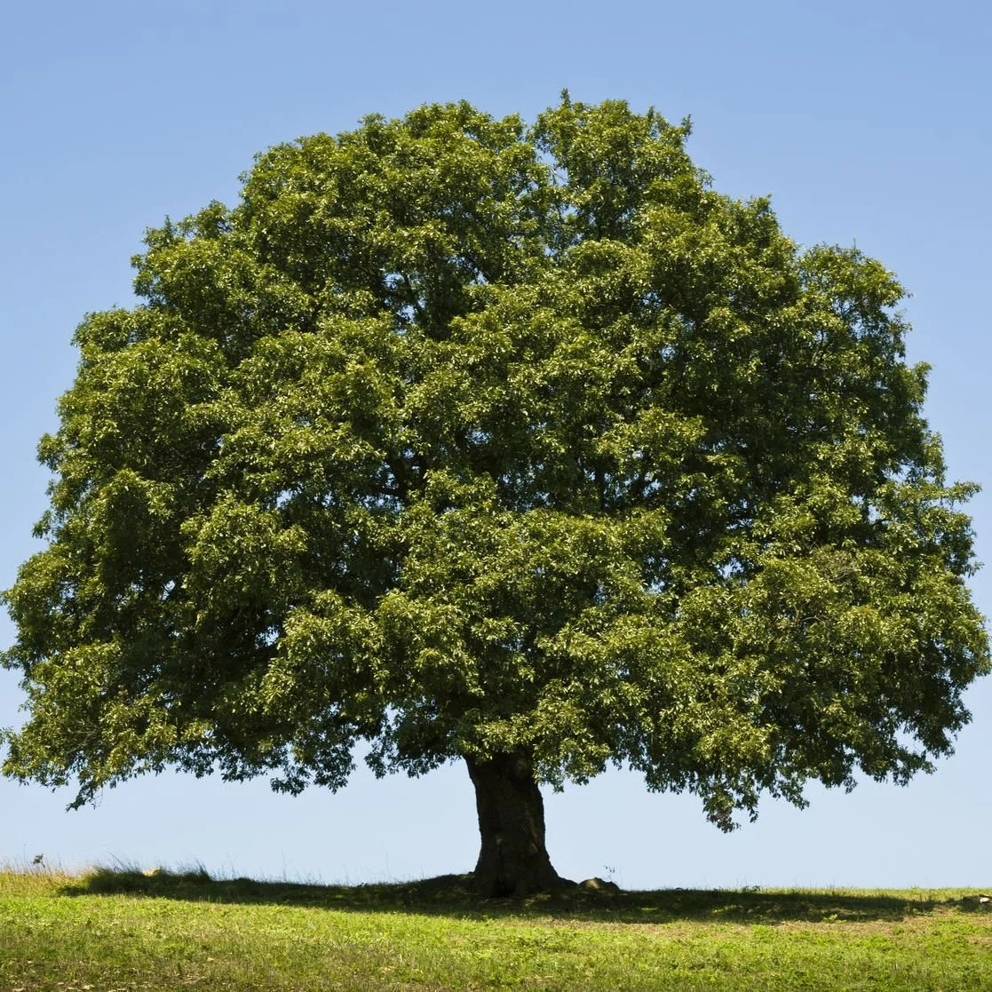 Wednesday Testimony Meeting: An expectation of growth in the church