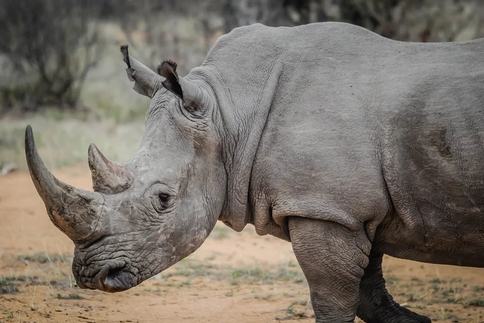 animal-1281695_960_720.jpg