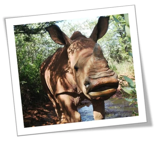 Baby Kumba from The Rhino Orphanage