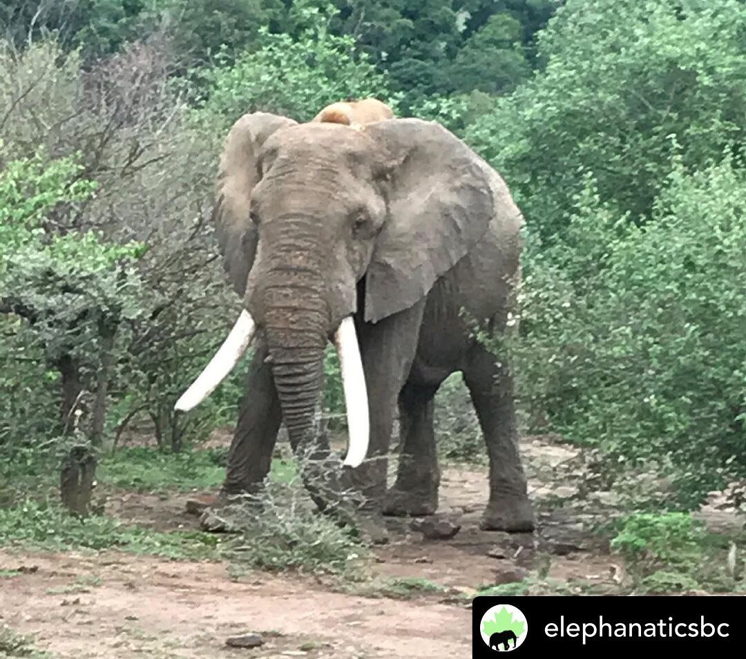 Get ready!!🌸🌿🌲🐝🐞🪱🦋🦎🐌

Posted @withregram &bull; @elephanaticsbc 

Two Day CountDown To Sign Up - Anyone Can Take Part! &hearts;️🐘

May 22nd is International Day of #Biodiversity. We are pushing ecosystems to the limit, reducing numbers of s