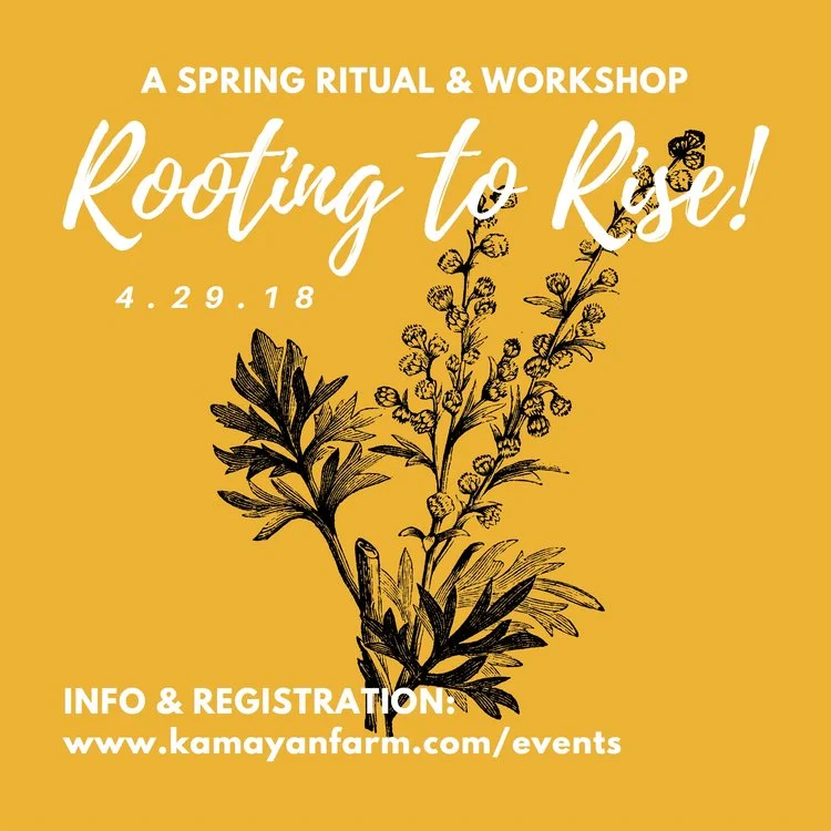"Rooting to Rise ", Sunday April 29th, 10:30-3:30pm @ Kamayan Farm Activities for this workshop include: -Land Blessing and offering -Seed-starting and planting -Plant identification and harvesting techniques -Identifying parts of the body related to spring -Working with herbal bitters and roots For full details and registration visit Kamayanfarm.com This workshop is the Spring portion of a year-long series that unfolds over all four seasons called “Land As Body” . Workshops can be taken as one-offs or purchased with the whole series. Cost: Sliding Scale, sliding scale of $80-120 per workshop or $320-$480 for the entire series.