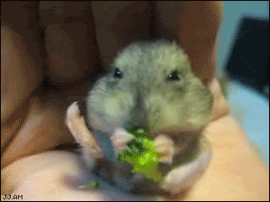 Unfortunately the mice in your garage usually are not this cute!