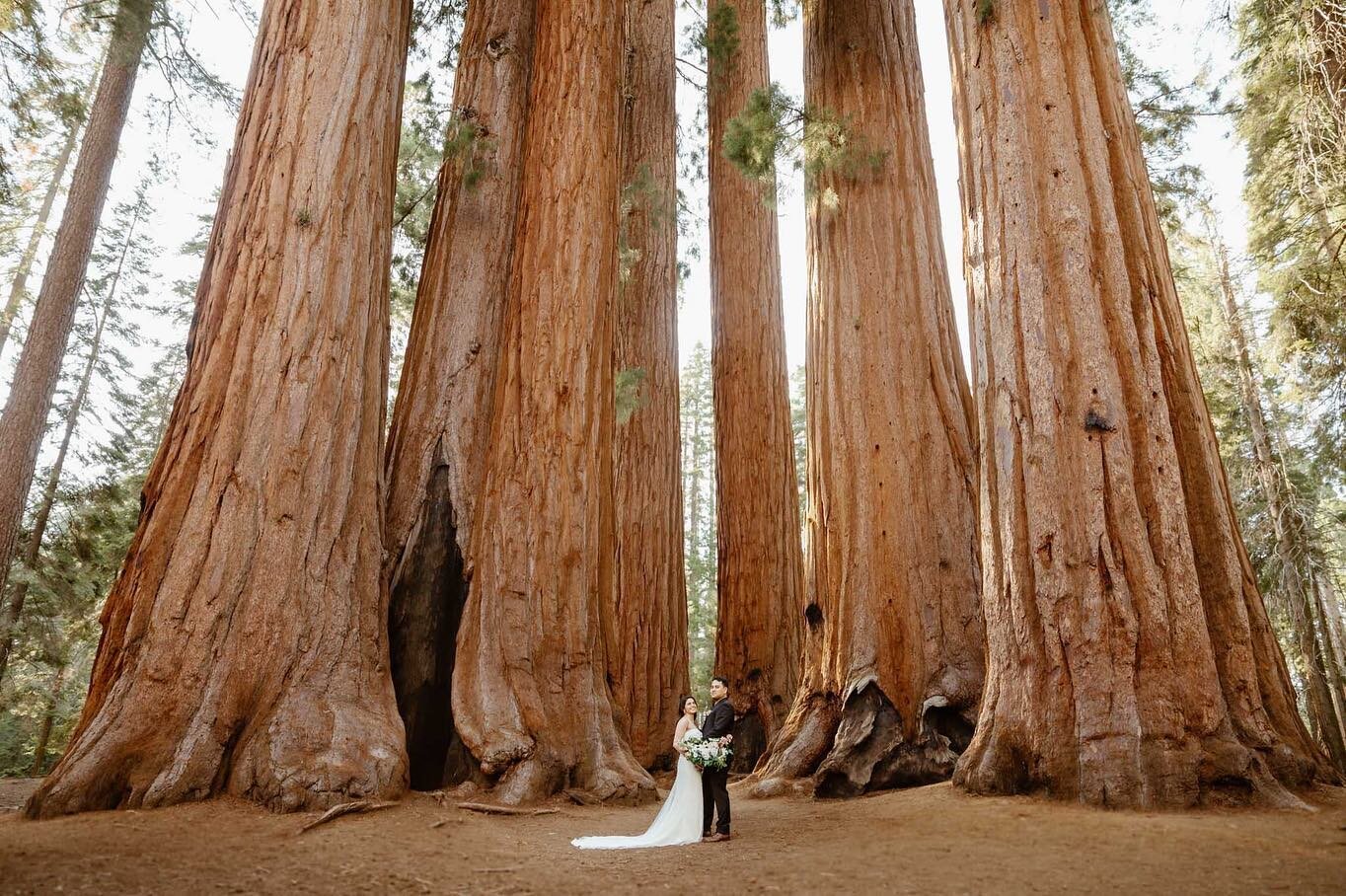 I had the honor of capturing my dear friends get married in the place where it all began&hellip;still feeling all the butterflies!🌲