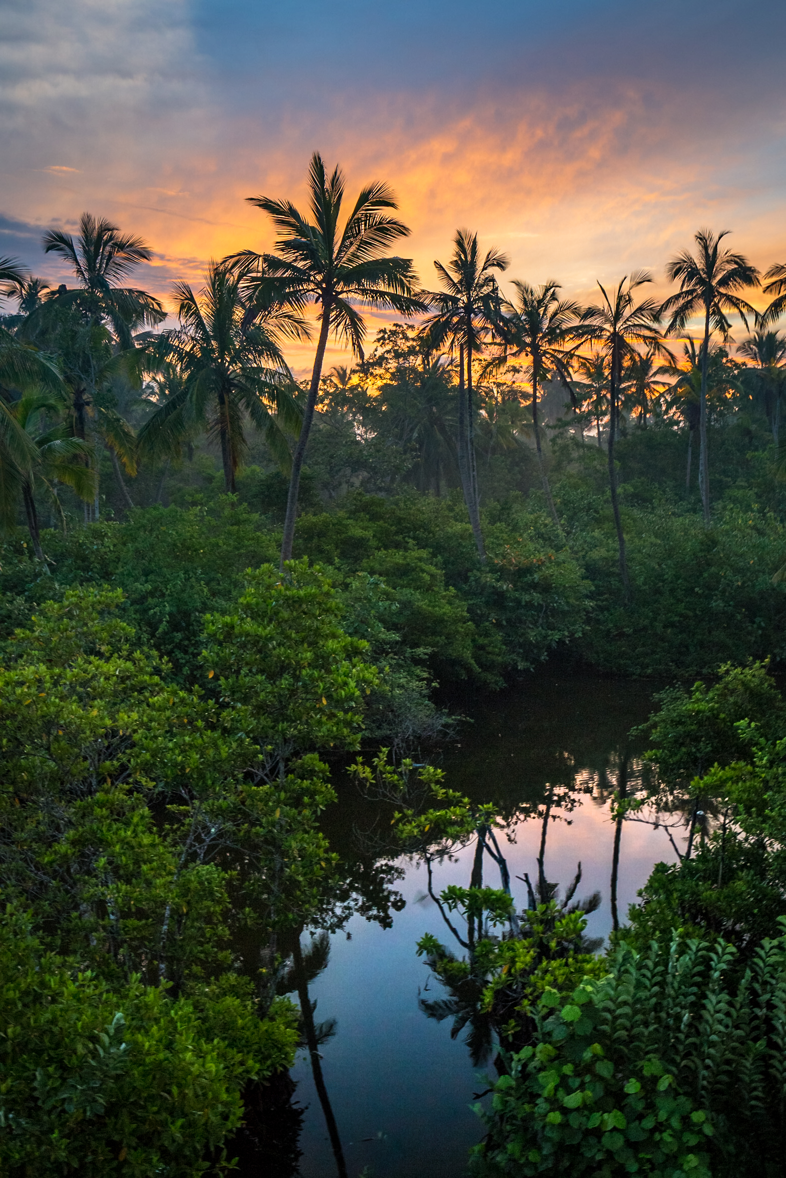 Tropical Swamp