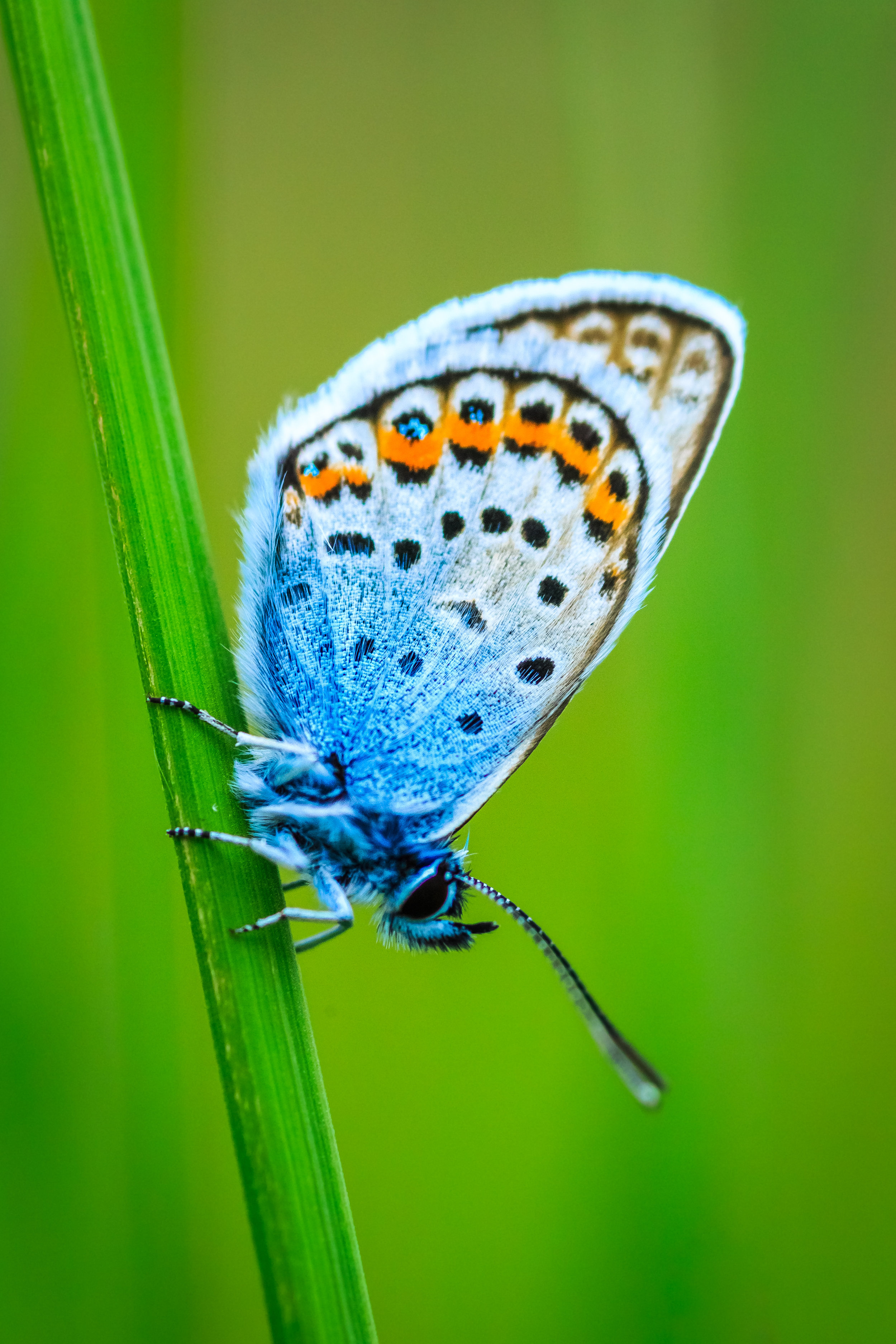 Blue Icarus