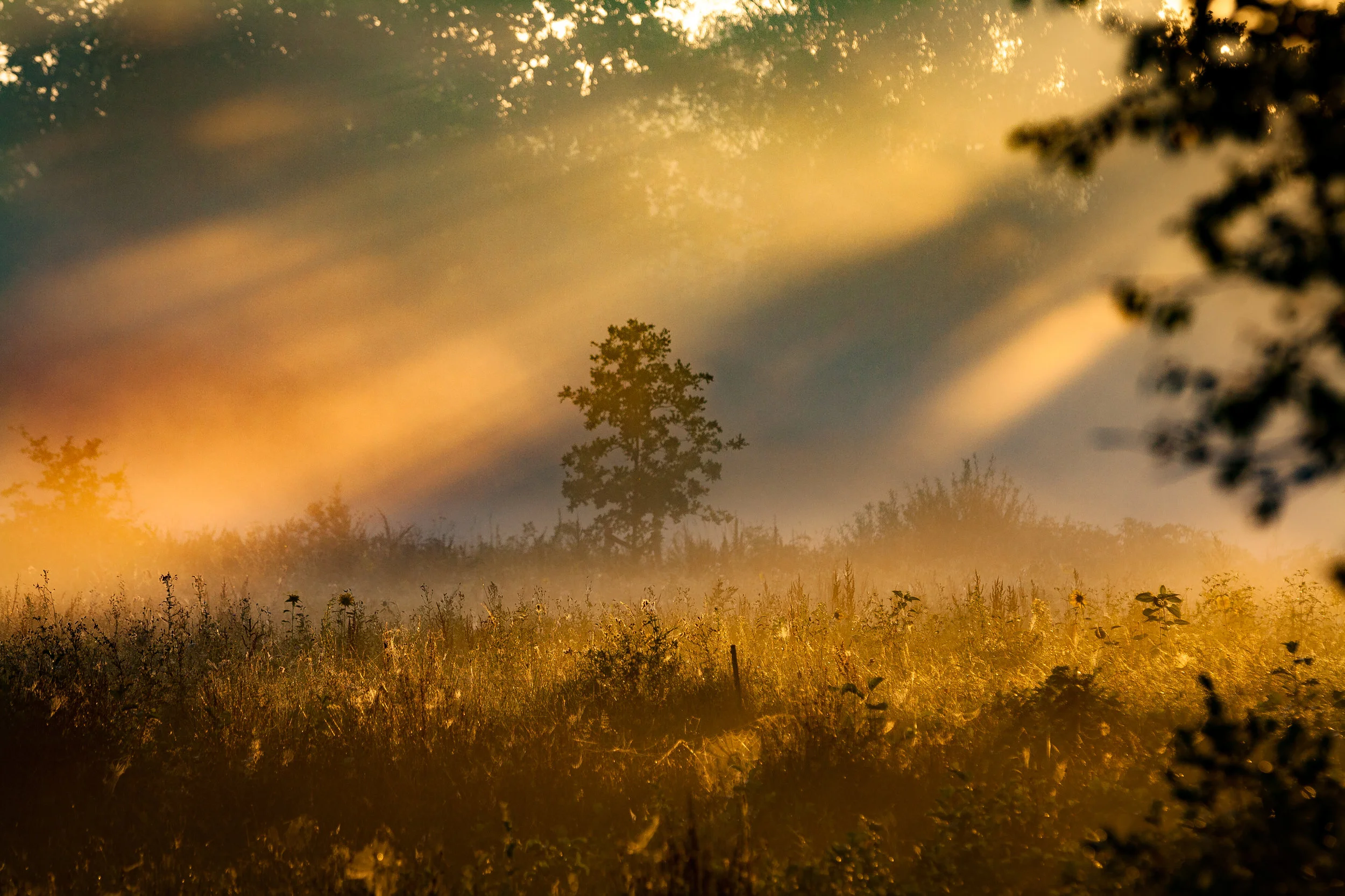 Morning Glory