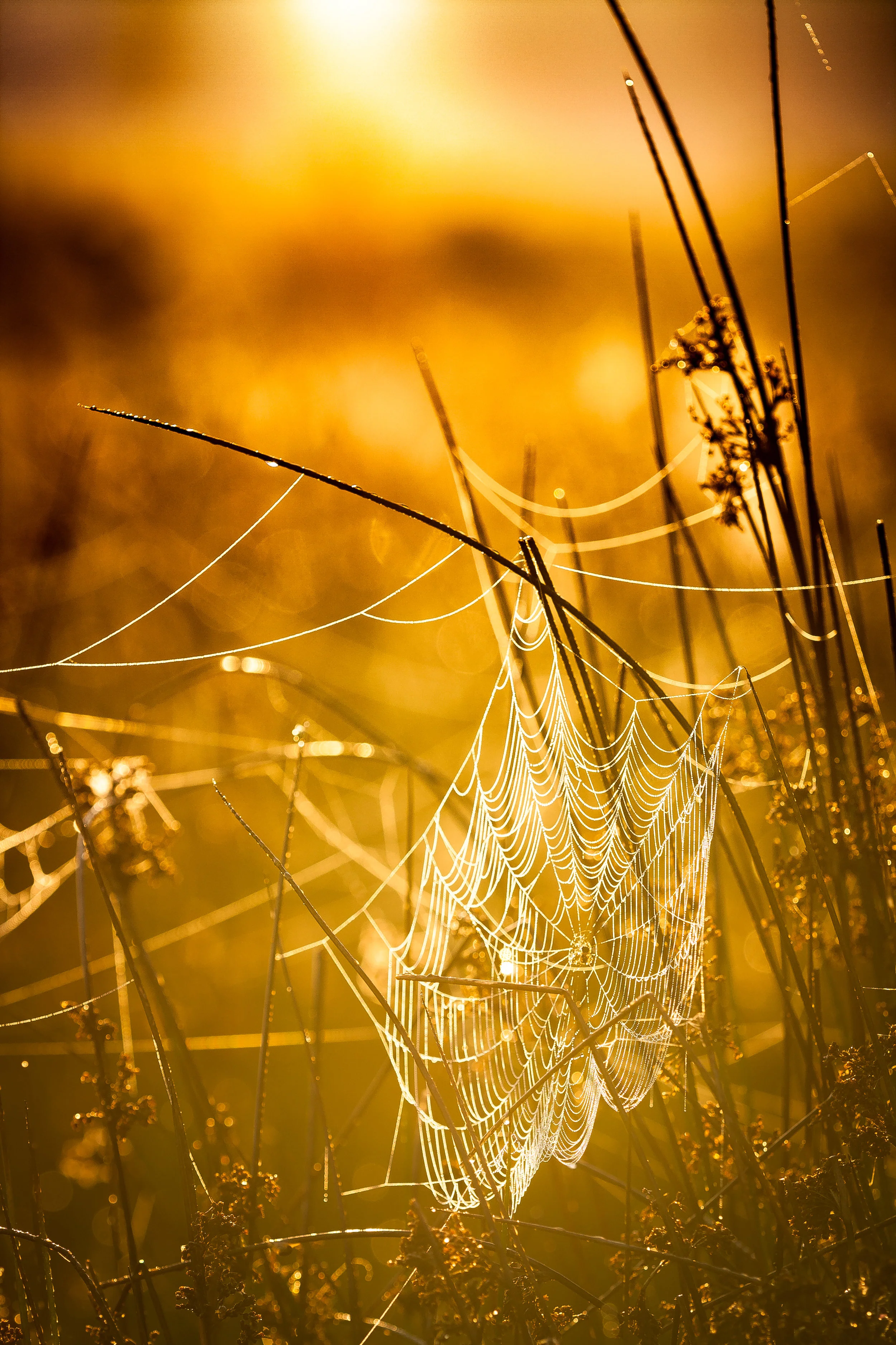 Spider's in the morning