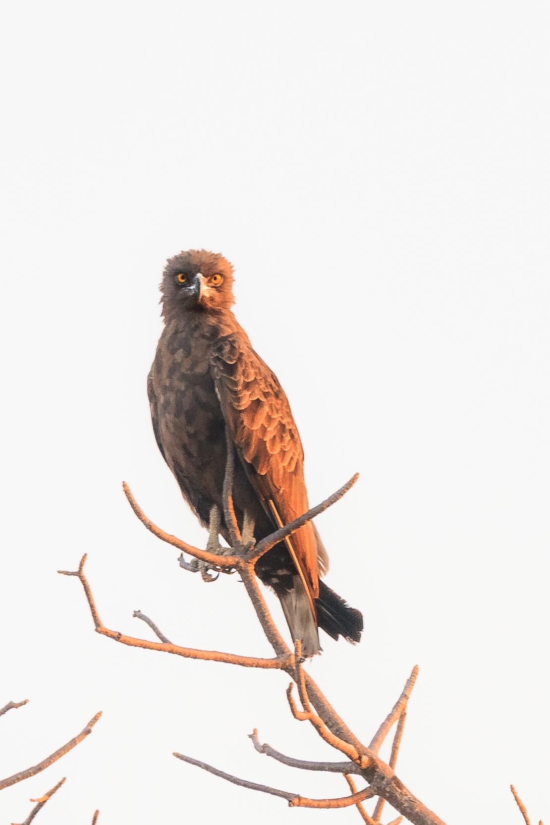 Brown snake eagle