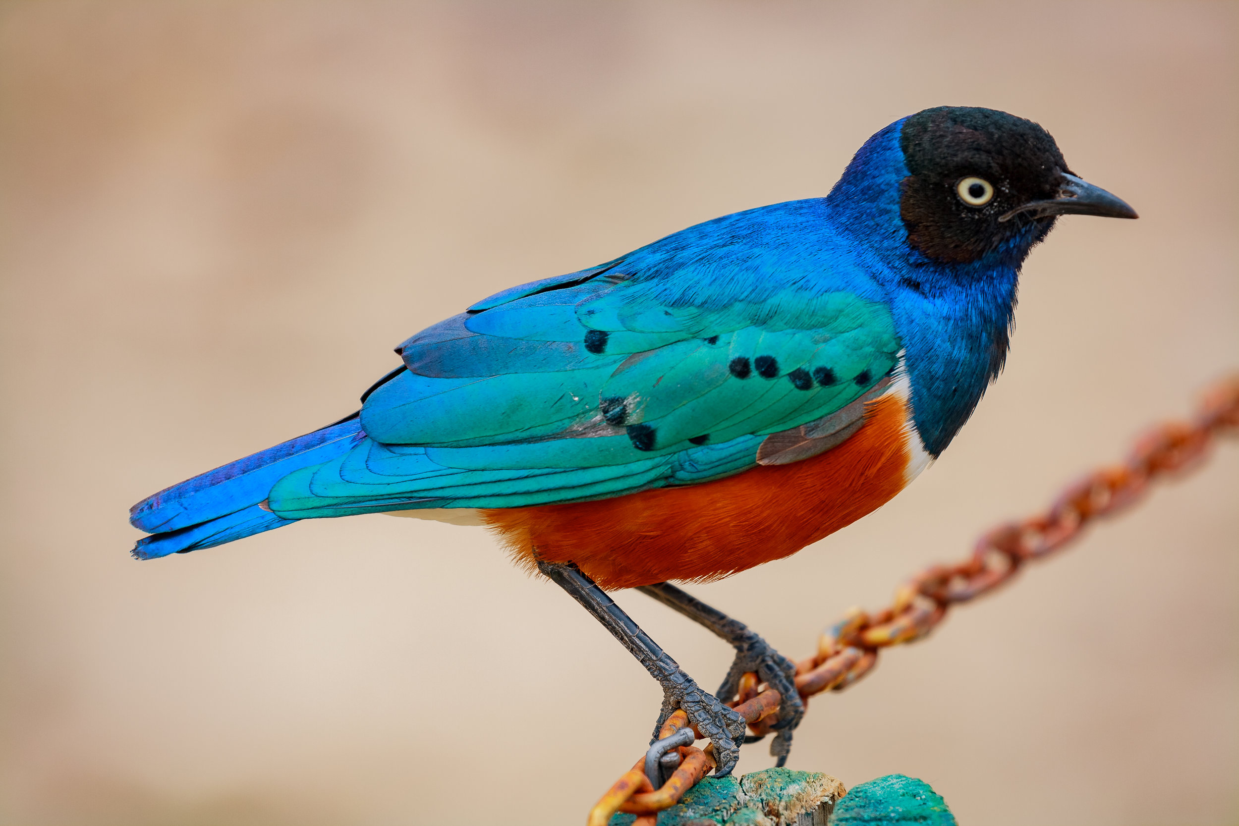 Superb Starling