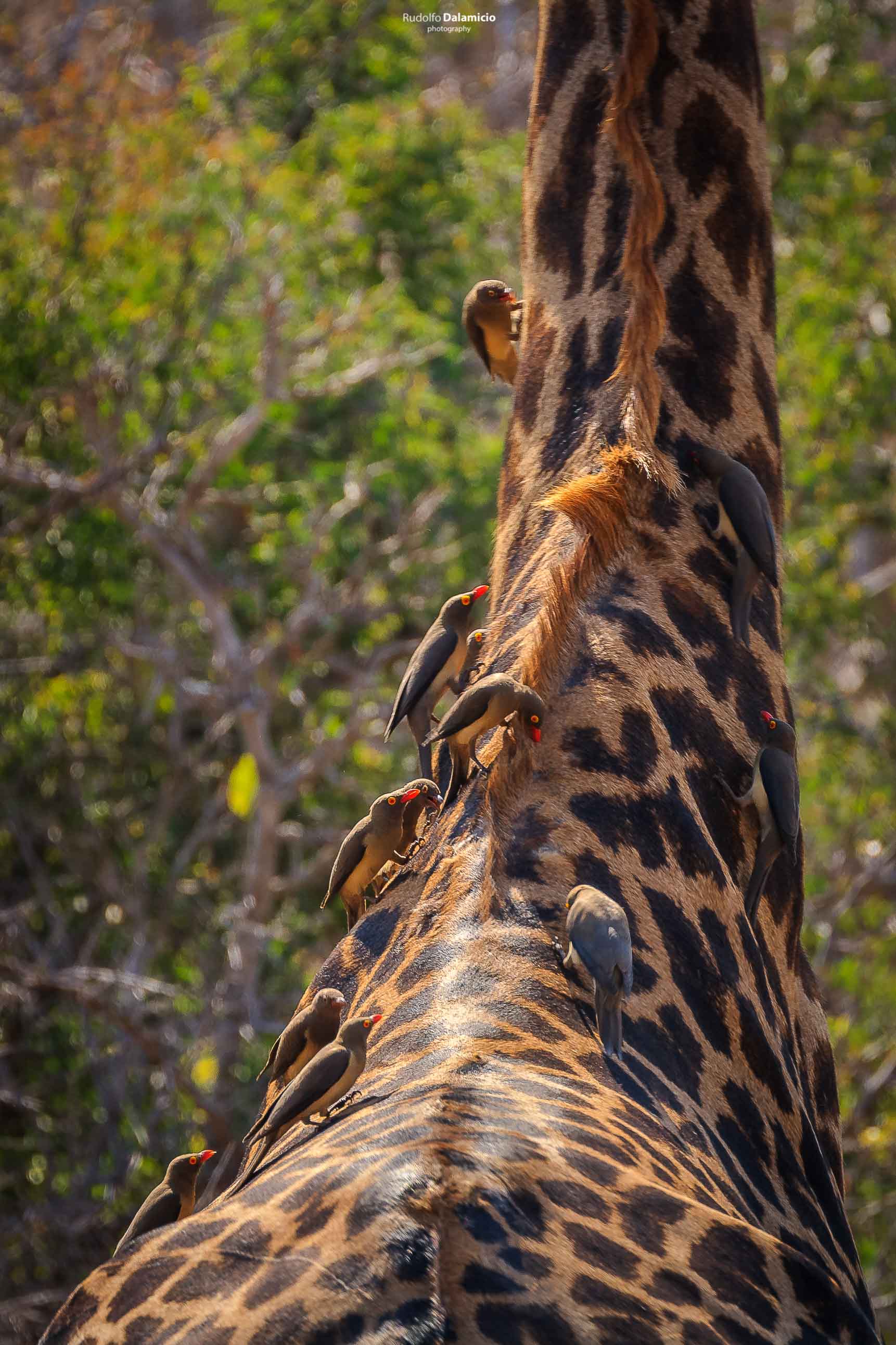Ride along oxpeckers