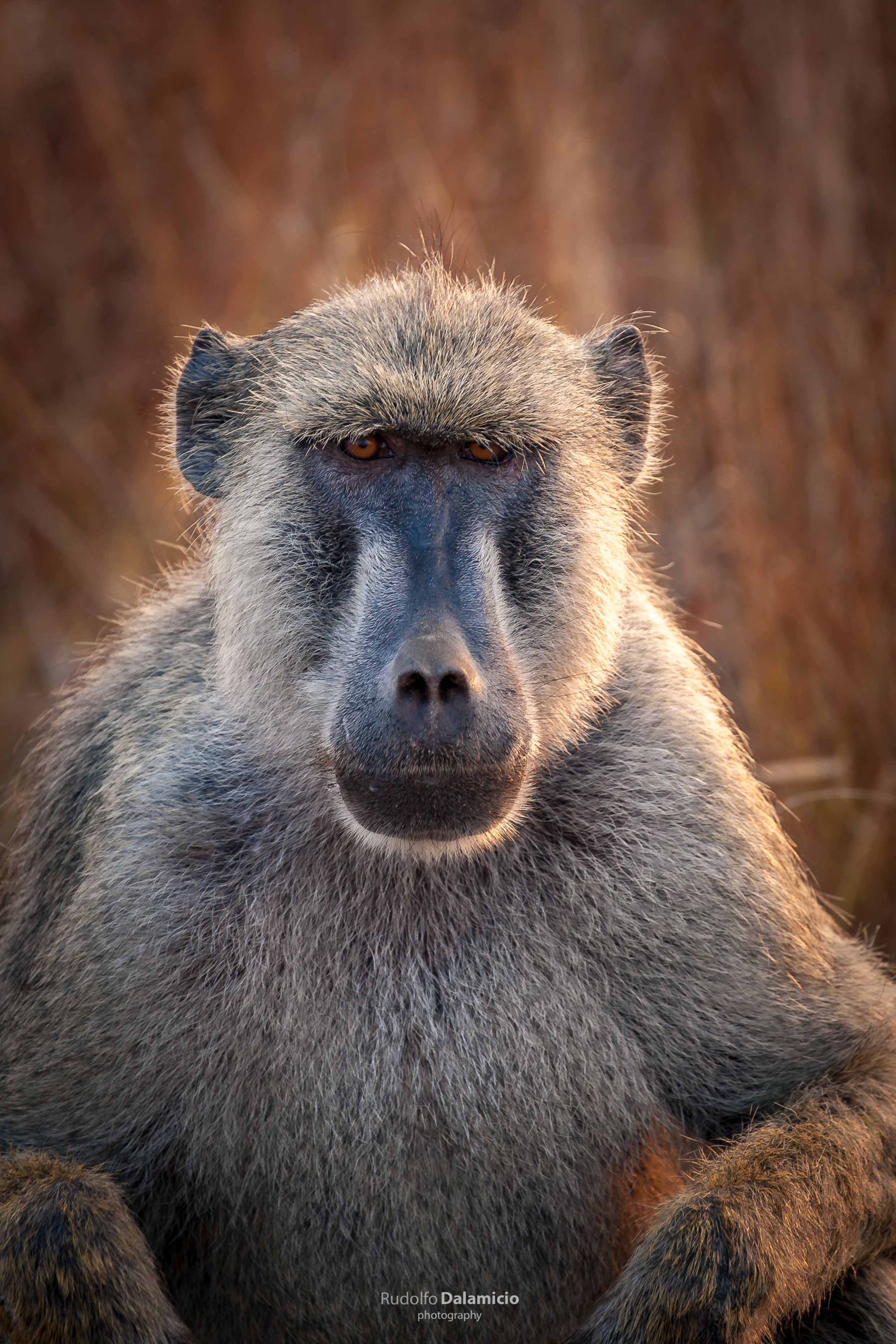Monkey Mobster
