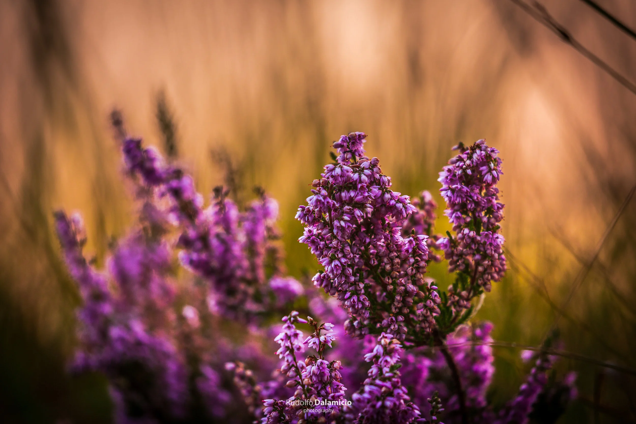 Purple plants