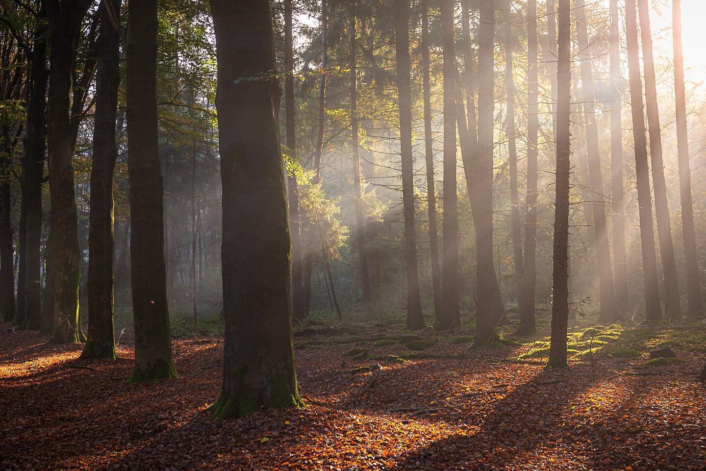 Is it autumn already? Shot this last year in end of oktober, in my hometown Enschede. 

Really amazing to get up early morning and catch a foggy morning sunshine through a forest
